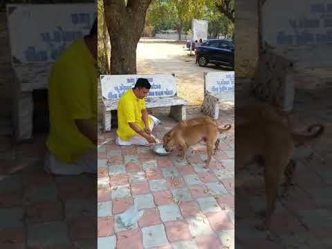 “A dog is the only thing on earth that loves you more than you love yourself.”.     Jay gurudev .