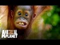 It S Time To Meet The Orangutans