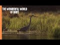 The Wonderful World Of Birds Full Documentary