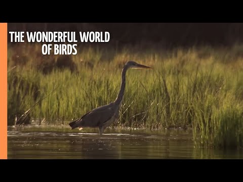 download lagu mp3 mp4 Bird Documentary, download lagu Bird Documentary gratis, unduh video klip Bird Documentary