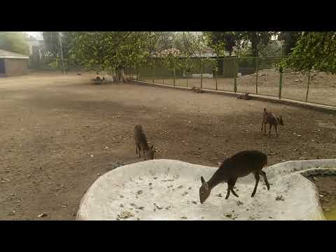 Beauty of Nature with Mateen & Muneeb #beautyofnature #petlover #animals #animallover #delhi #lahore