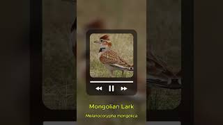 Download lagu Masteran Branjangan Mongolian Lark mp3 Download lagu Masteran Branjangan Mongolian Lark mp3