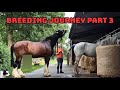 Shire Horse Mating Third Attempt The Challenges Of Conception Part 3