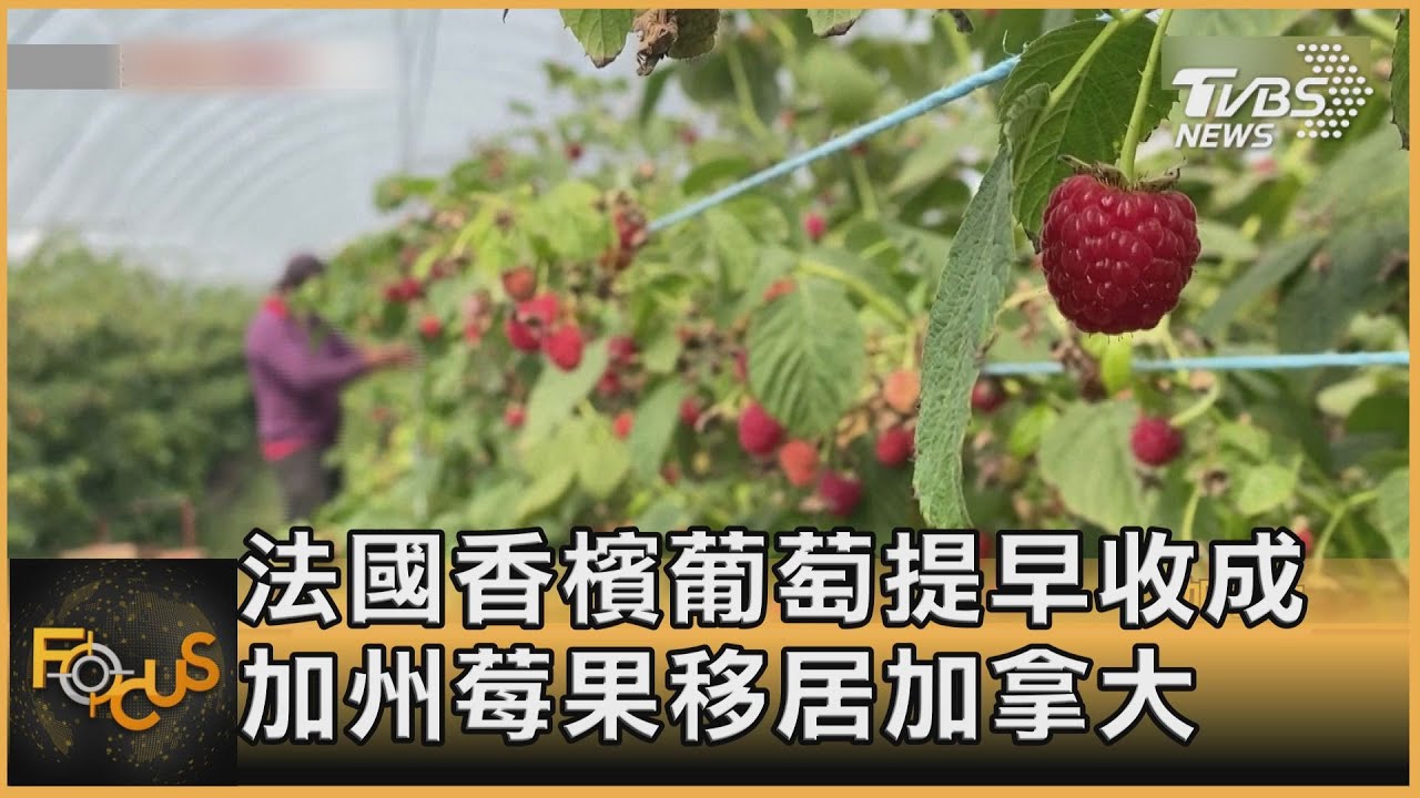 法國香檳葡萄提早收成 加州莓果移居加拿大