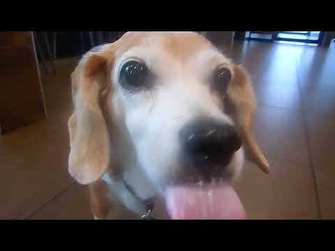 Yes: "Roundabout" LIVE - Vina at McDonald's