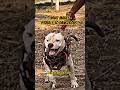 Why Pitbulls Are The Ultimate Power Dogs Pitbull