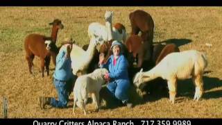 Pennsylvania Raised ALPACAS --- Quarry Critters Alpaca Ranch in Littlestown -- JuliesAlpacas