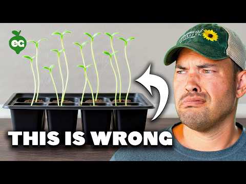 How To Start Seeds Indoors Under Lights (COMPLETE GUIDE)