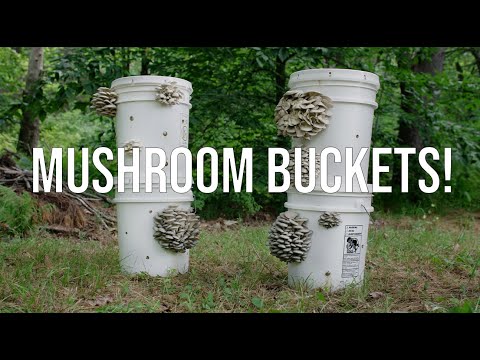 Thumbnail for video: How to Grow Mushrooms in Buckets! A Step-by-Step Guide