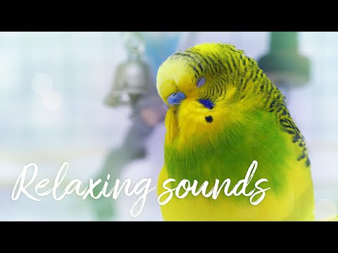 Relax Your Anxious or Stressed Budgie