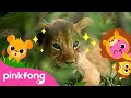 Baby Lion Roar Baby Animals Songs Cub Song Pinkfong For Kids