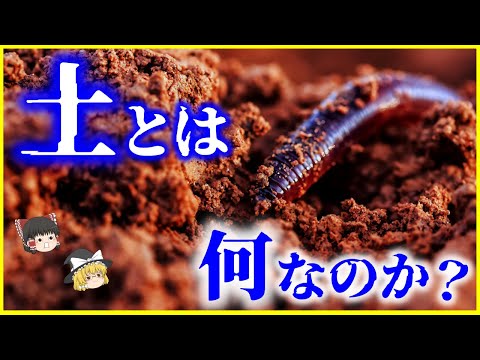 トロチリダエについて詳しく解説