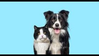 Pets como Membros da Família: A Evolução dos Cuidados e Mercados