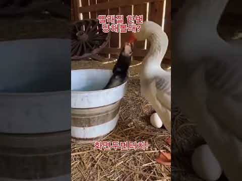 감히 내 알을 건드려?