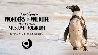 Penguin Parade with JOHNNY MORRIS' WONDERS OF WILDLIFE NATIONAL MUSEUM & AQUARIUM
