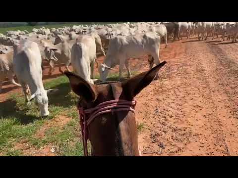 Agropecuaria  Bonato pantouff em Iacri SP ,boiadeiro diogo#agro #pecuarista #fazenda #vidanocampo 