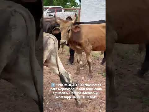 100 Novilhotes para Reposição: 2.650 reais cada em Malta/ Paraíba. Média 9@.ZAP 84 99810 2784*#gado