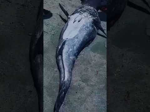 Real mermaid caught on camera. 2022 #shorts #mermaid