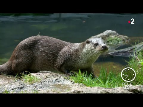 La loutre passe son temps dans l'eau mais est toujours au sec !