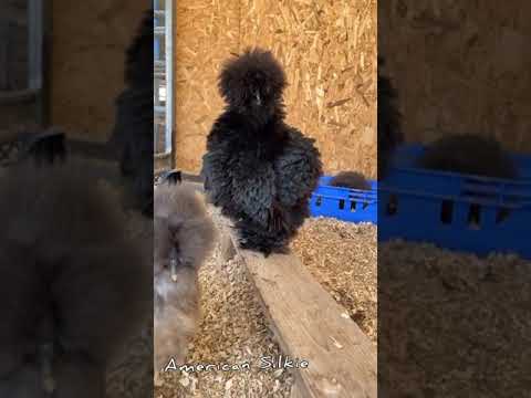 , title : 'American Silkie Chicken Funny #shorts'