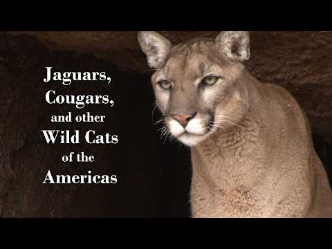 Jaguars, Cougars, and other Wild Cats of the Americas