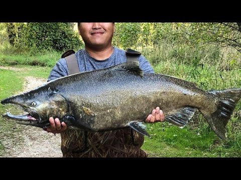 Finally caught my first River Salmon!