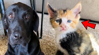 MY DOG MEETS OUR NEW BORN KITTENS!! (6 Weeks Old!)