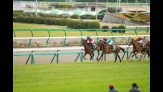 2019年　神戸新聞杯　オールカマー　予想