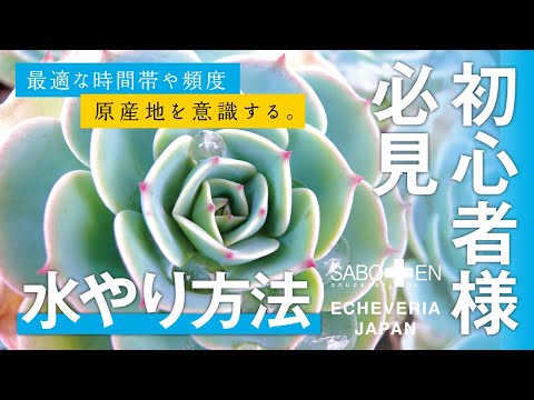 園芸 サボテンやその他の多肉植物の春の目覚め