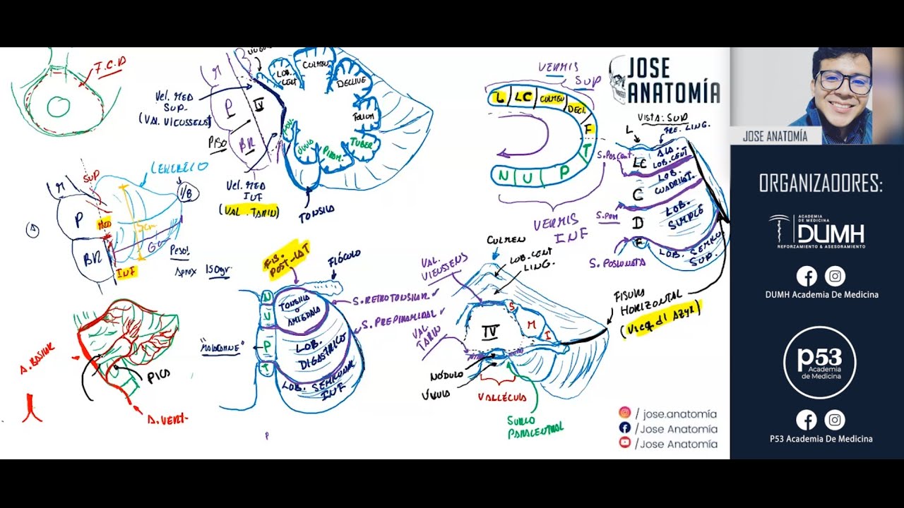 CEREBELO (Fragmento de la clase)