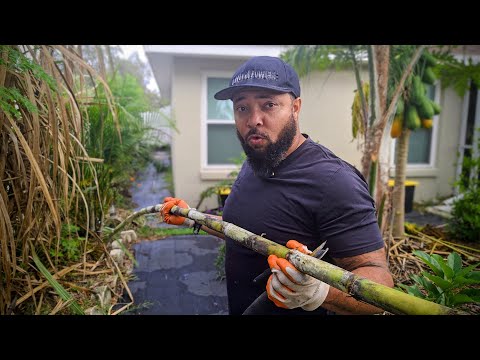 Harvest Sugarcane Same Day