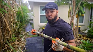 Harvest & Plant Sugarcane Same Day