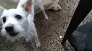 Scruf and Bubba Benji at play