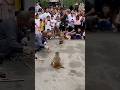 Monkey Game Game Shorts Music Animal Viral Video Status Trending Video Song Player