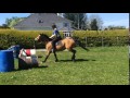 4 yr old Reg Golden Dun Connemara Gelding