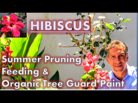 HIBISCUS CARE: Summer Pruning| Feeding | Organic Tree Guard Paint