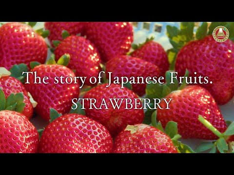 The Story of Japanese Fruits. – Strawberry (English)
