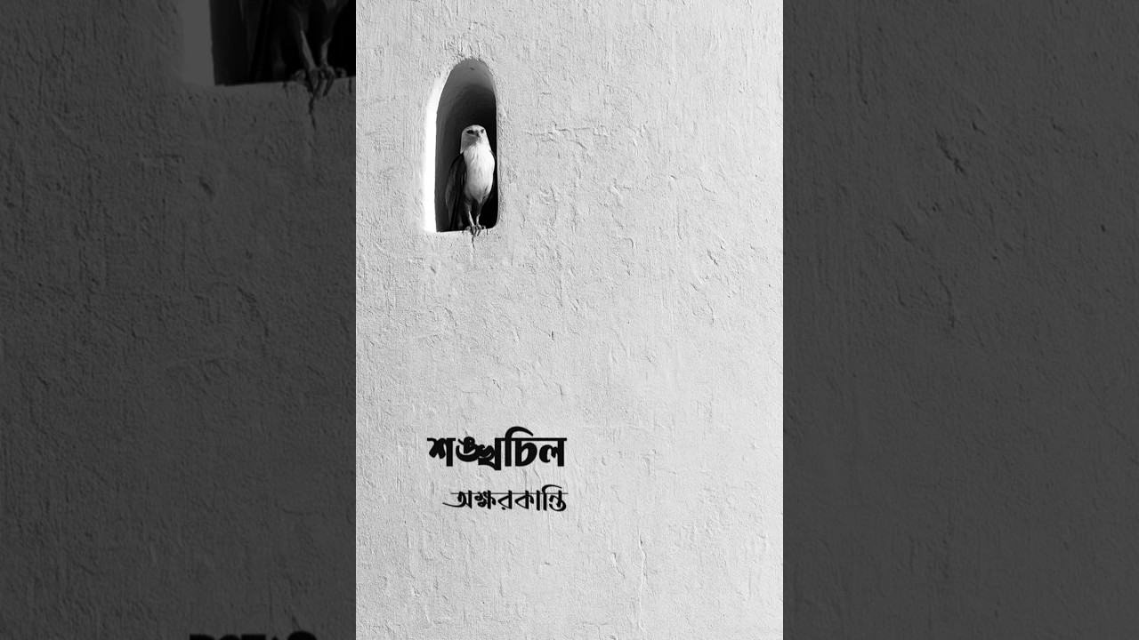 শঙ্খচিল