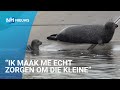 Schattig en uniek, maar ook zorgen om zeehondenpup in woonwijk