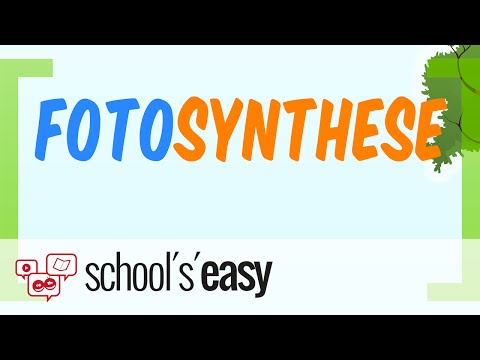 Fotosynthese - Photosynthese - Wie geht das?