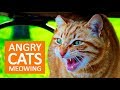 ANGRY CATS MEOWING LOUDLY Make Your Cat Go Crazy HD