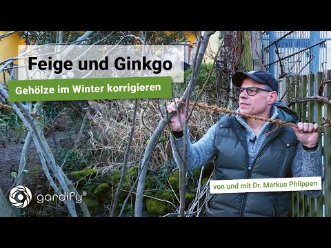 Fig and Ginkgo: Correcting woody plants in late winter with bamboo, wire and rope