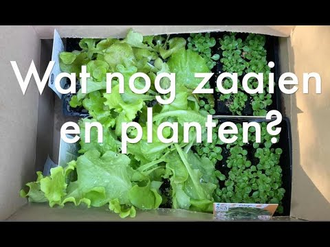 , title : 'Ini's Moestuin  #159 - September: bonenzaden bewaren & wat kun je nog zaaien en planten?'