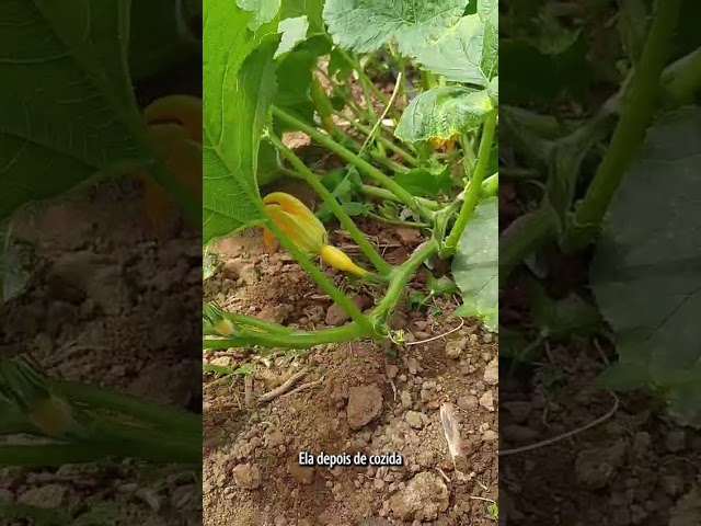 Abobrinha Espaguete: Hortaliça Exótica no Campo! #Shorts #Horticultura