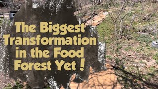 Huge Food Forest Upgrade | Brick Edging + Mulched Paths