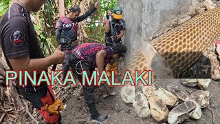 MAG IINANG COBRA SA LIKOD NG BAHAY