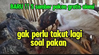 Download lagu AKHIRNYA TAU JUGA  !! 5 sumber pakan ayam gratis alami mp3 Download lagu AKHIRNYA TAU JUGA  !! 5 sumber pakan ayam gratis alami mp3