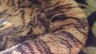 conscious light beings