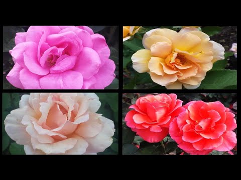 ROSES & RELAXING MUSIC