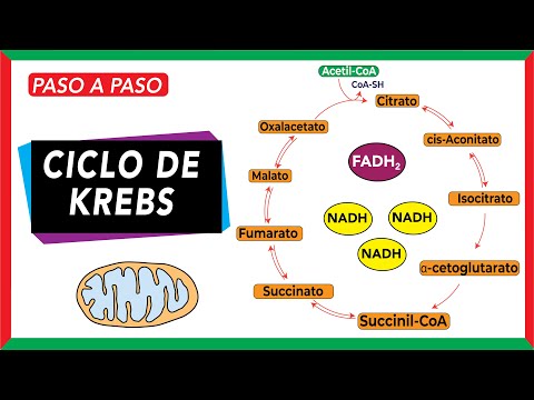 Krebs Cycle: Reactions, Regulation, and Role in Disease [COMPLETE]
